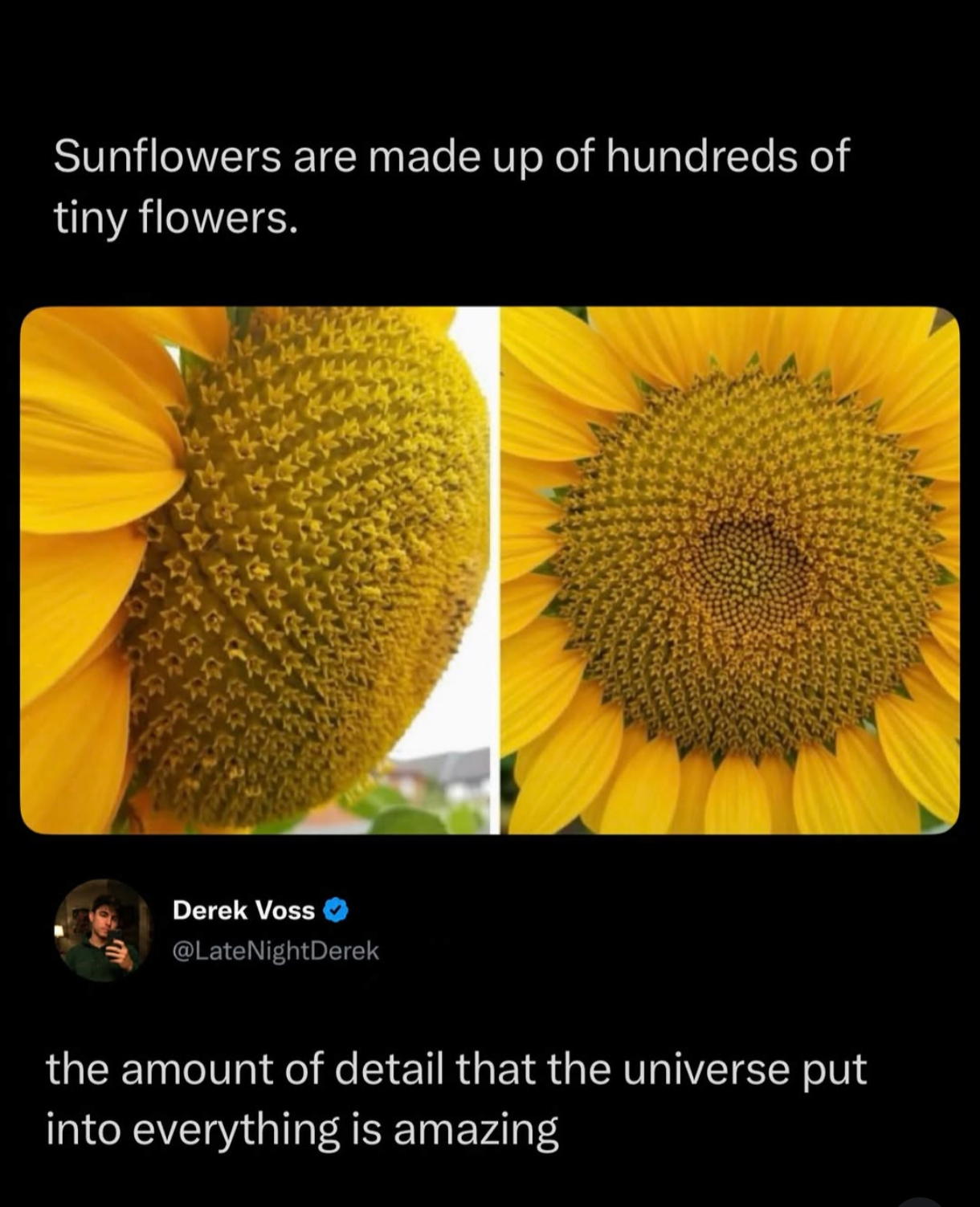 El secreto del girasol: no es una flor, ¡son miles! 🌻