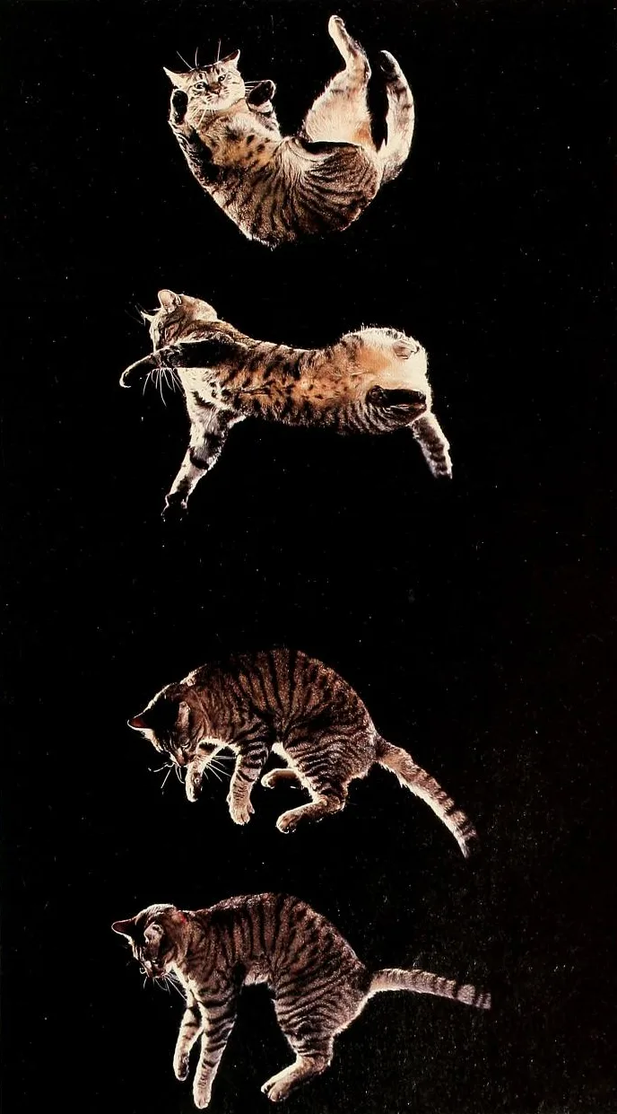 El secreto del giro felino: cómo un gato cae de pie, fotograma a fotograma