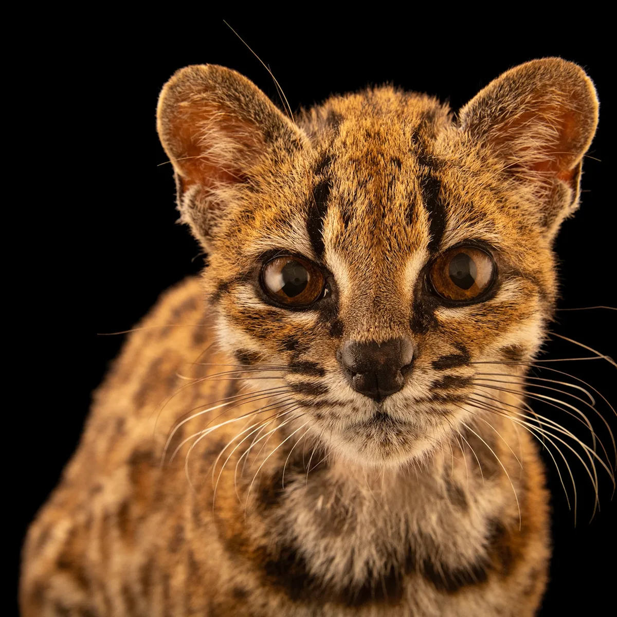 El Tilcayo: Nuevo felino descubierto en Bolivia, ¡el 1º desde 1923!