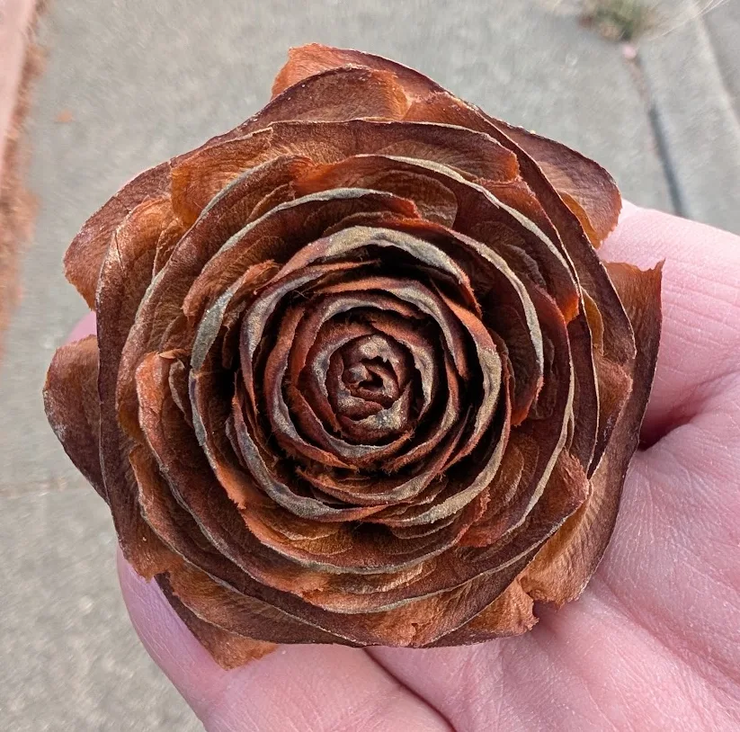 Hallan una piña de pino con forma de flor 🌸 ¡Es real!